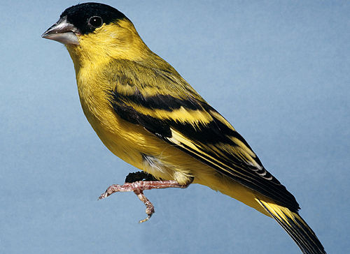 Yellow-faced siskin